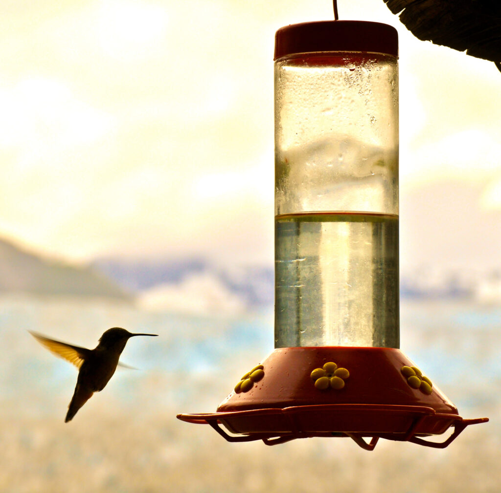 When to Put Out Hummingbird Feeders? (Statewise) (2024)