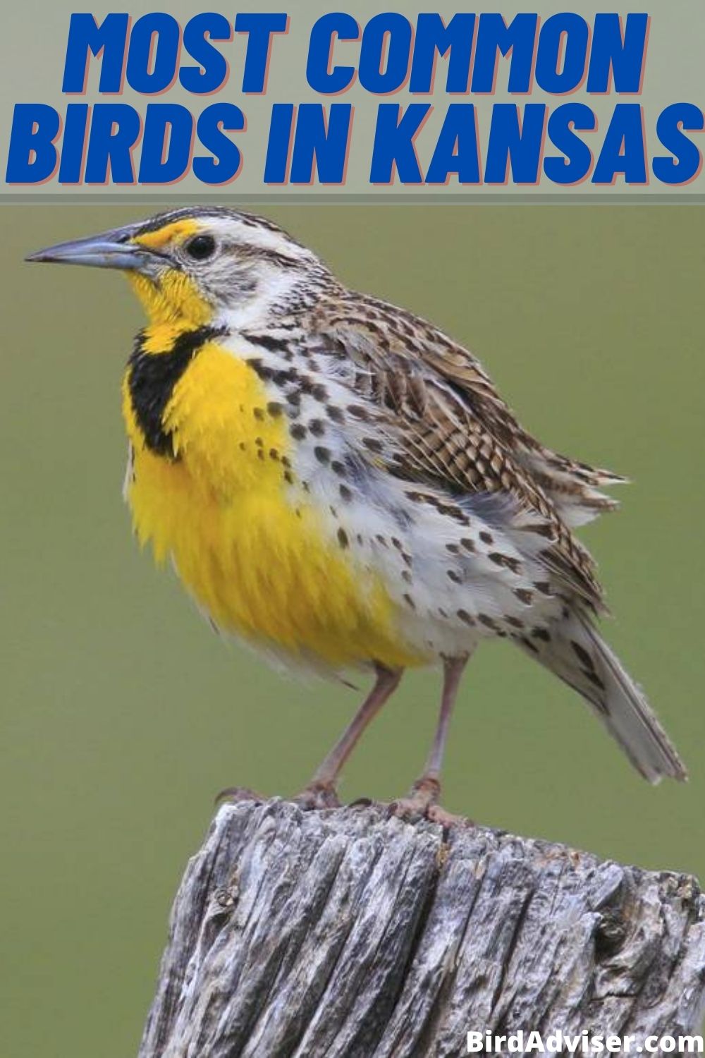 8 Most Common Birds in Kansas (with Pictures) (2023)