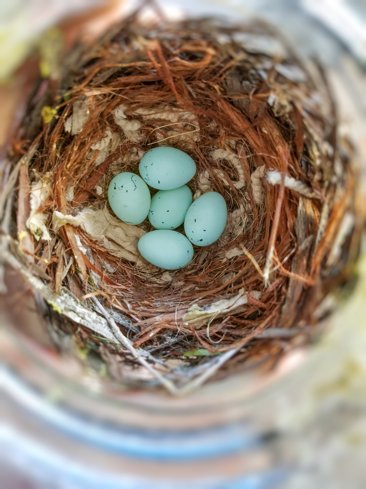 What Bird Lay Blue Eggs? (7 Blue Eggs Bird Revealed)