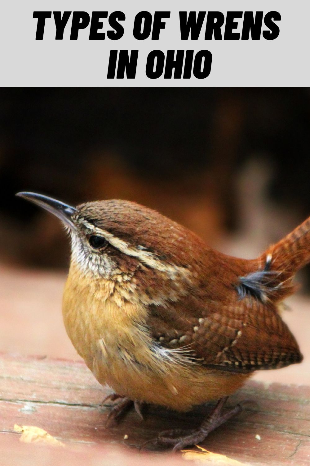 7 Types of Wrens in Ohio (with Pictures)
