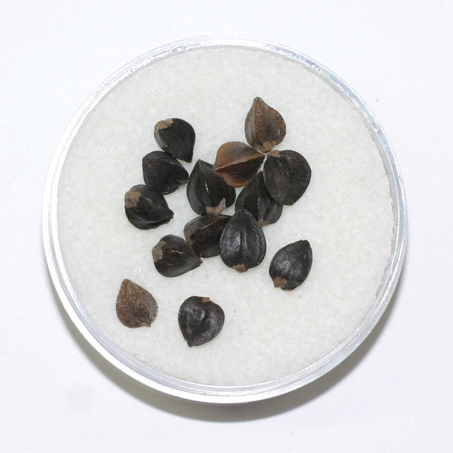 Buckwheat Bird Agronomics Ohio