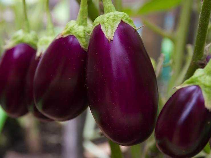 Can Birds Eat Eggplant? Do’s and Don'ts Explained!