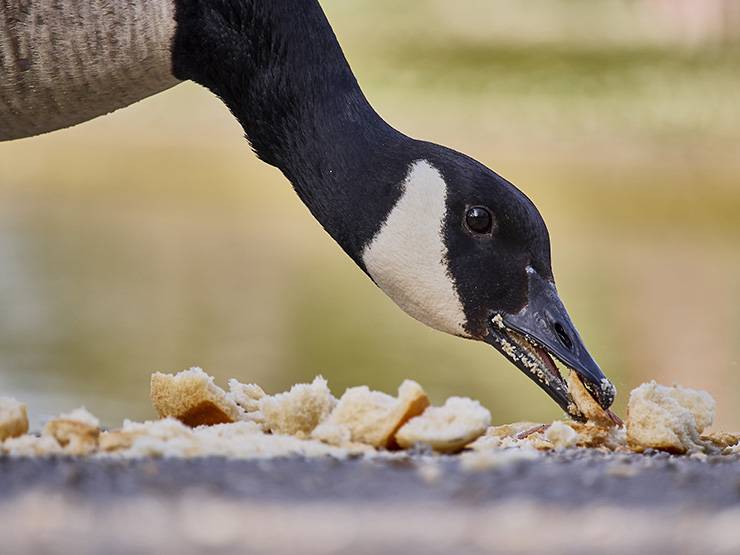 Can Birds Eat Bread? Understanding the Potential Dangers!