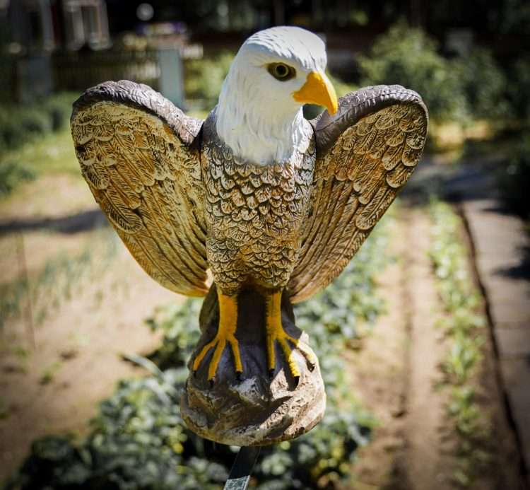Rotating Eagle Decoy for Bird Control BIRD BUSTERS