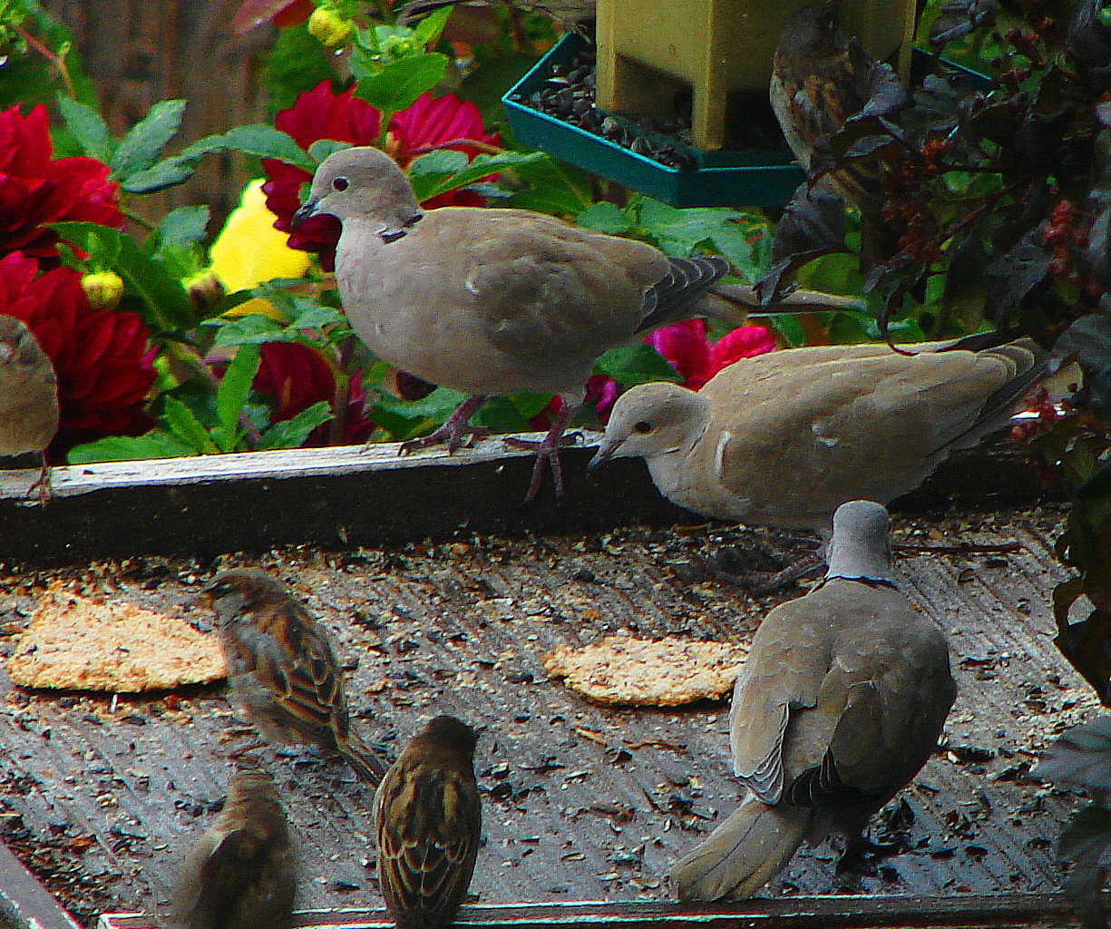 Eurasian Collared Dove Bird Canada