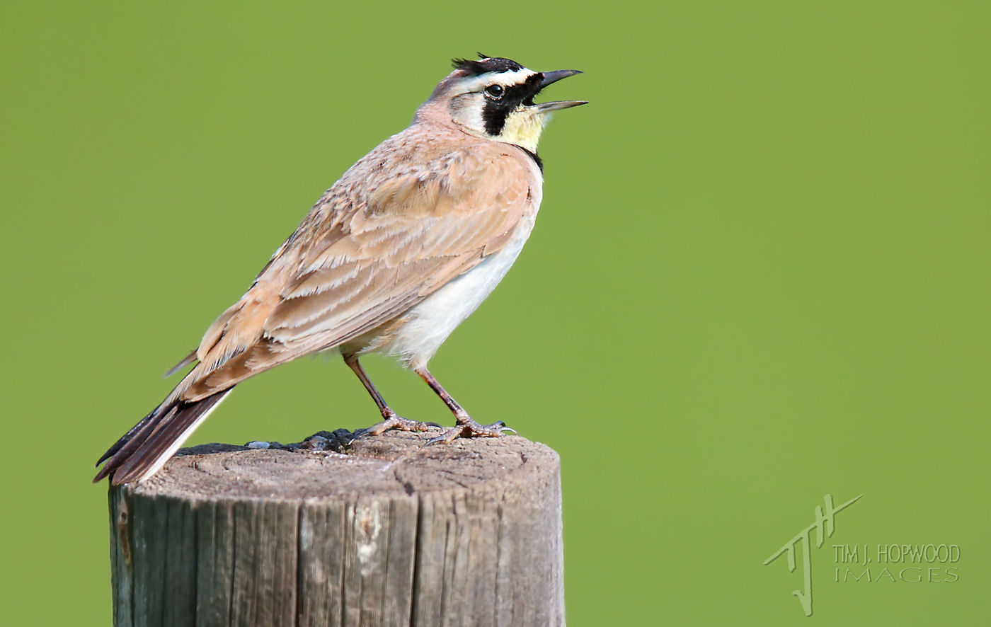 Birding the Alberta Grasslands a photo essay Bird Canada