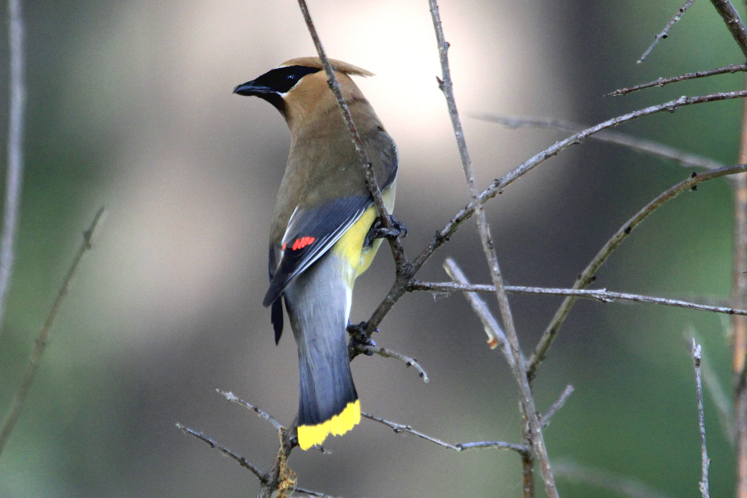 TO Backyard Keeping Birds and Cats Safe Bird Canada