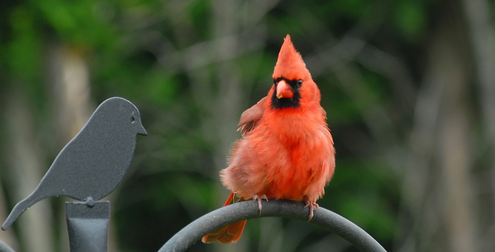 Thanksgiving Birding in Southern Ontario Bird Canada