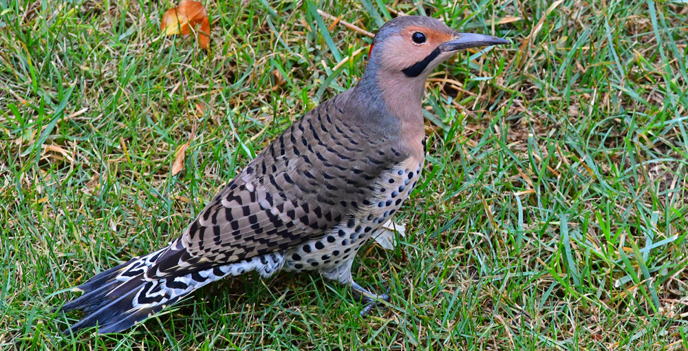 Thanksgiving Birding in Southern Ontario Bird Canada