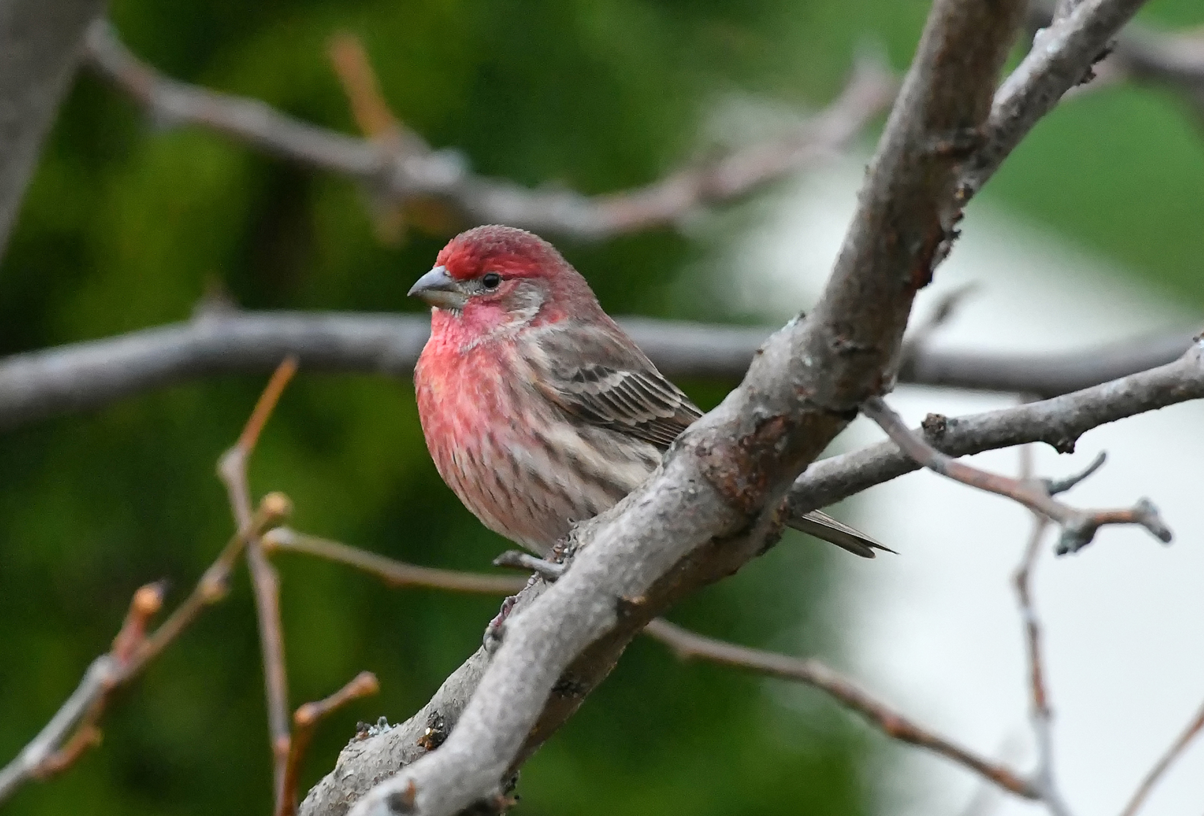 Southern Ontario's Waiting Game Bird Canada