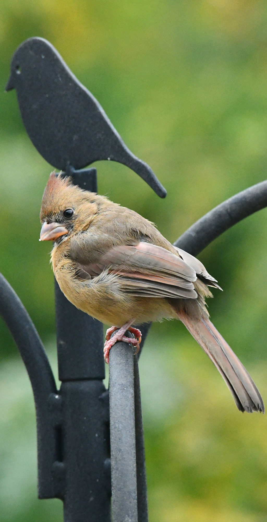 Young Cardinal Bird Canada