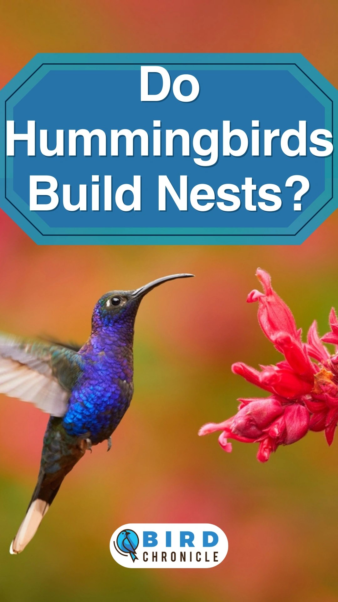 Do Hummingbirds Build Nests? (Explained)