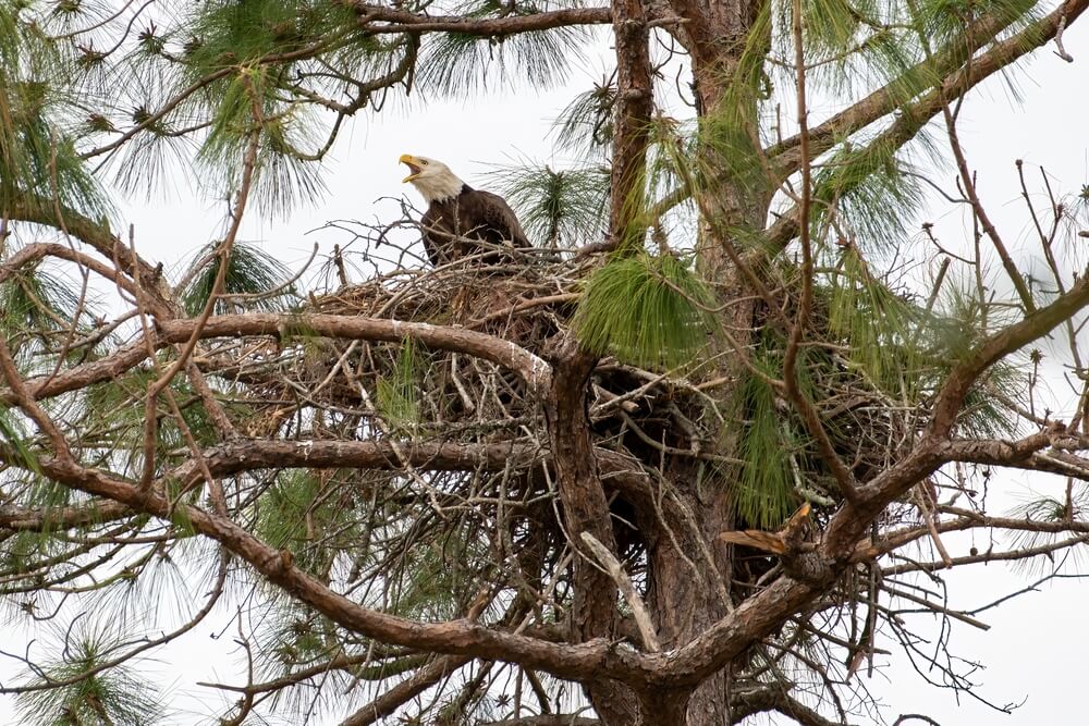 14 Different Types of Bird Nests (With Pictures)