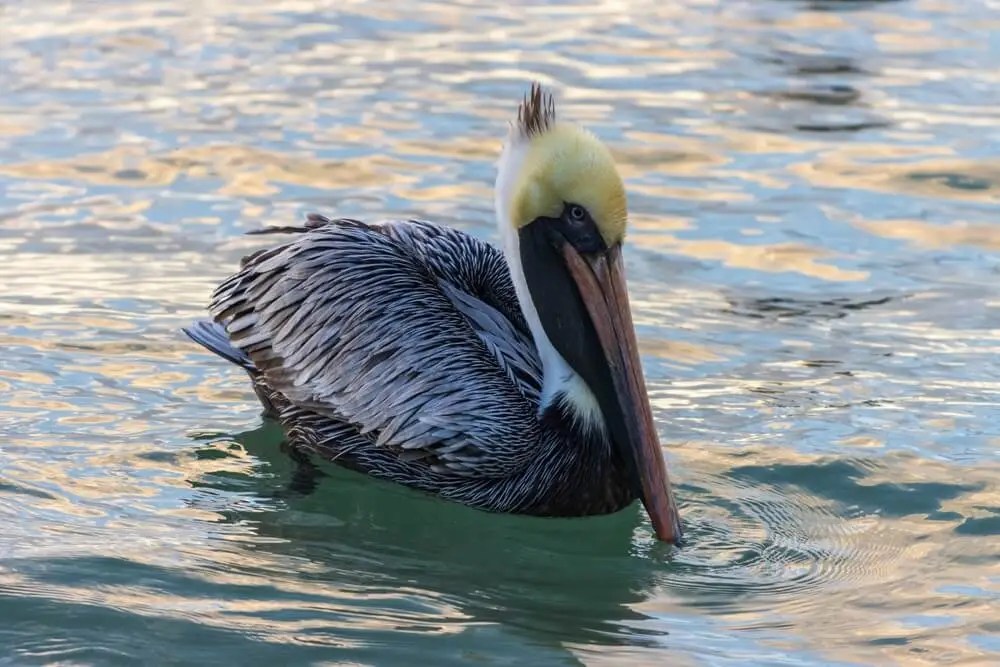 13 Types of Water Diving Birds (With Pictures)