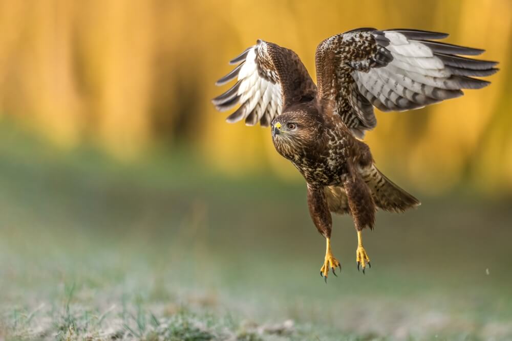 12 Types of Scavenger Birds (with Pictures)