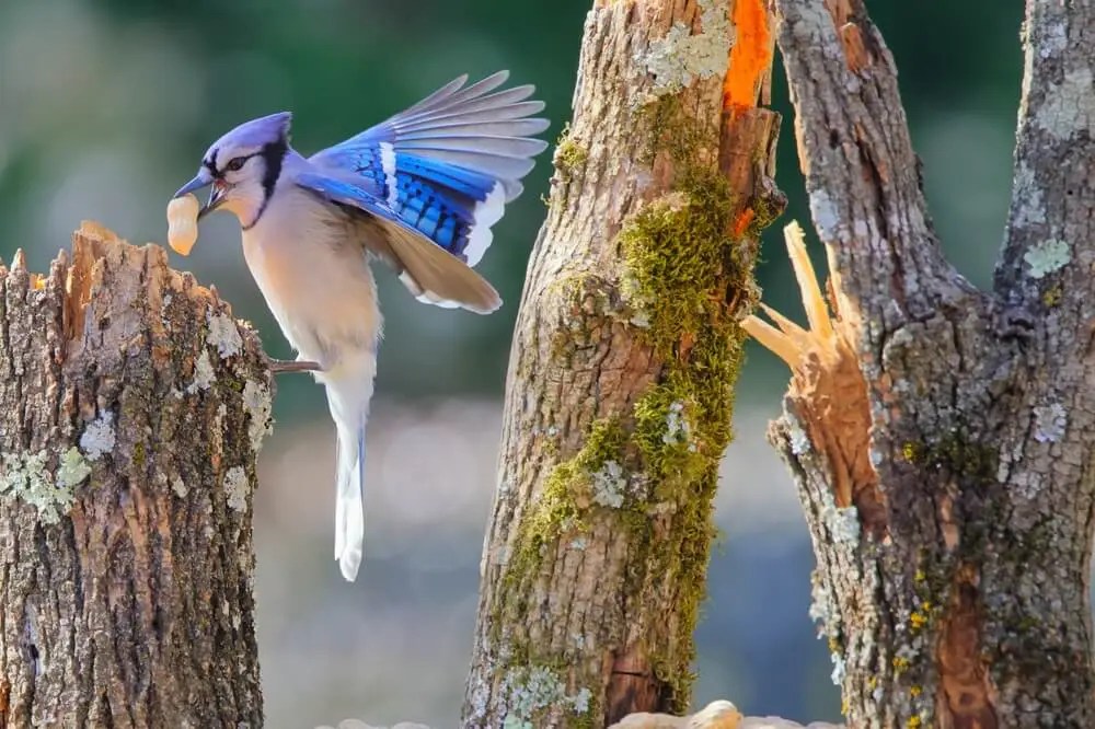 What Do Blue Jays Eat In The Wild? [Answers]