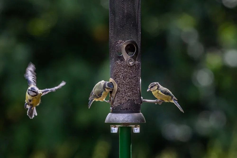 Why Do Birds Throw Seeds Out Of A Feeder? [7 Reasons]