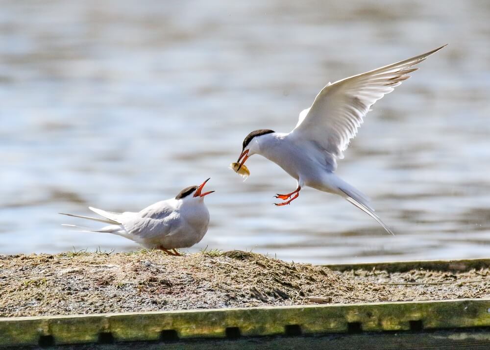 14 Types of Birds with Webbed Feet (with Pictures)
