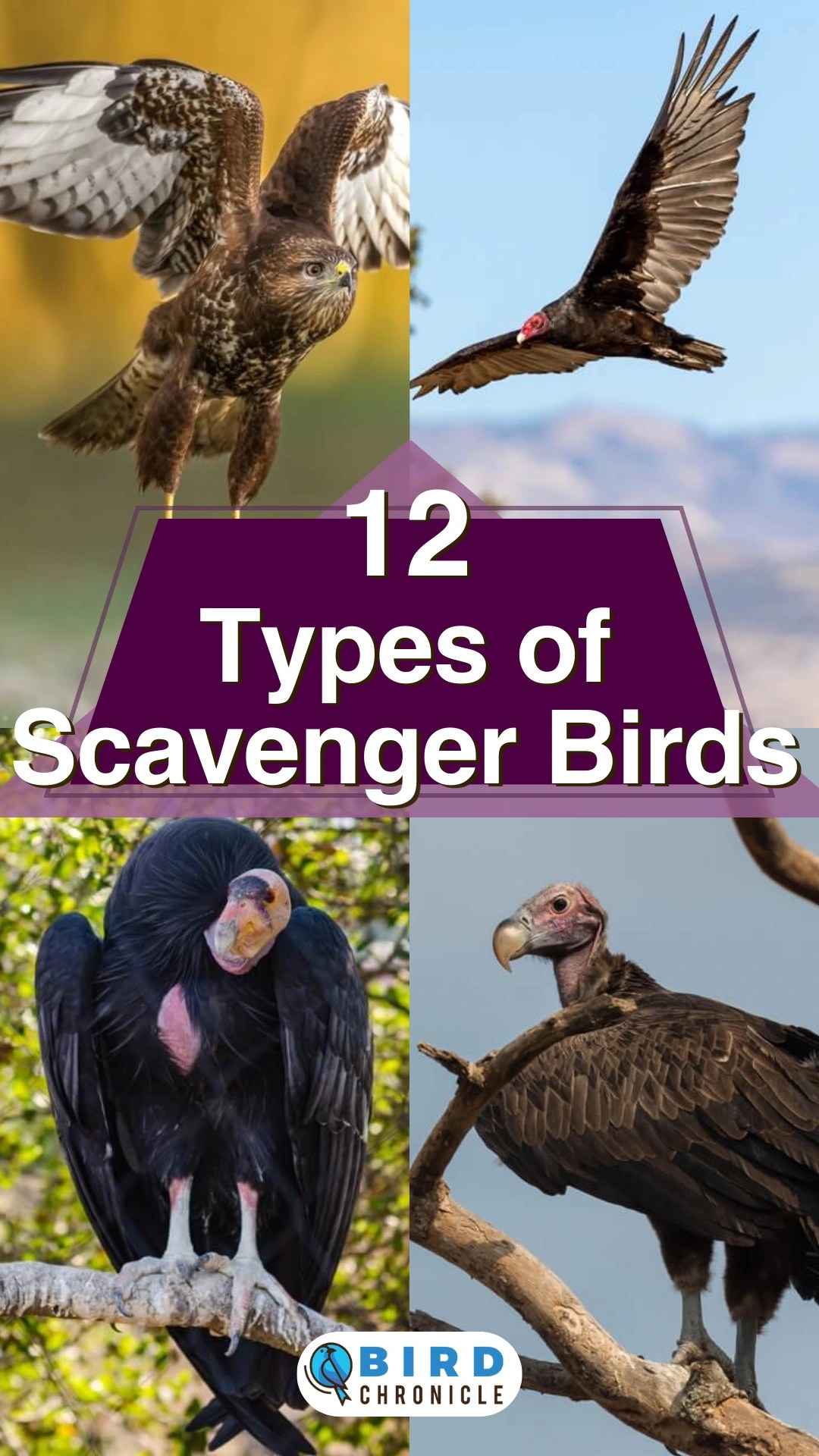12 Types of Scavenger Birds (with Pictures)