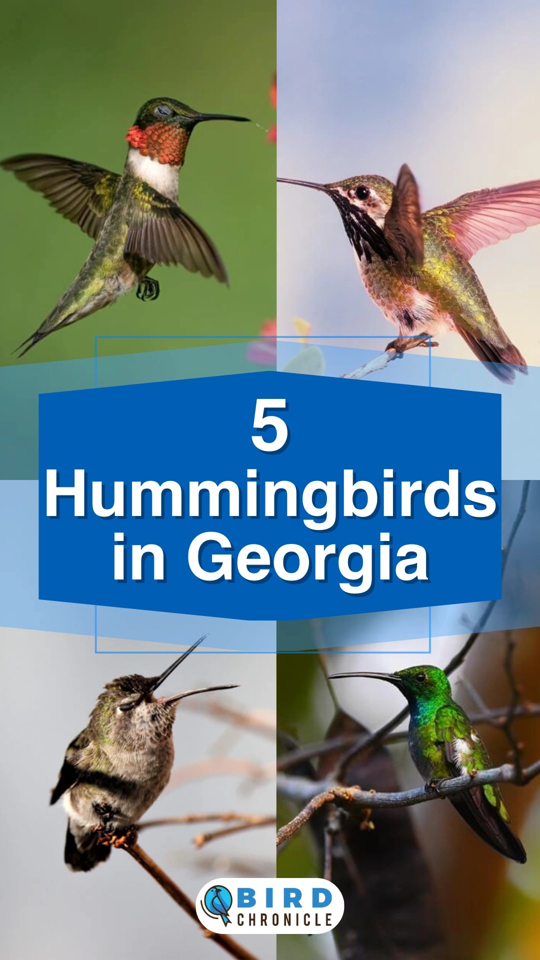 5 Hummingbirds in (with Pictures)