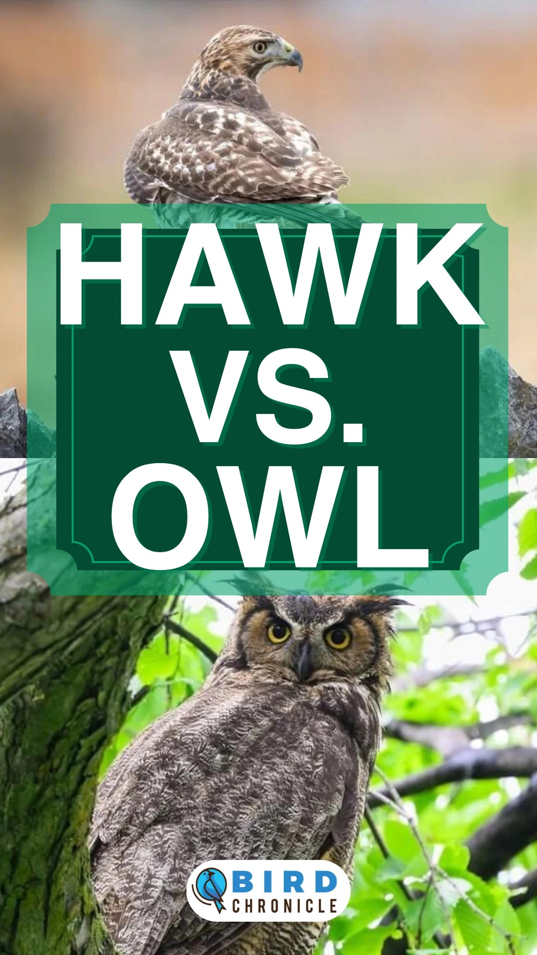 Hawk Vs. Owl 15 Comparisons