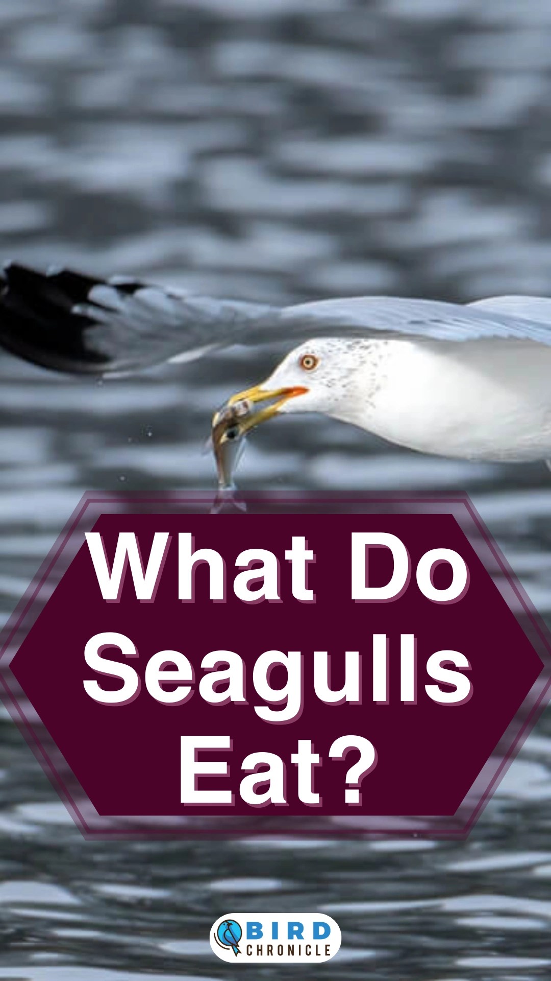 What Do Seagulls Eat?
