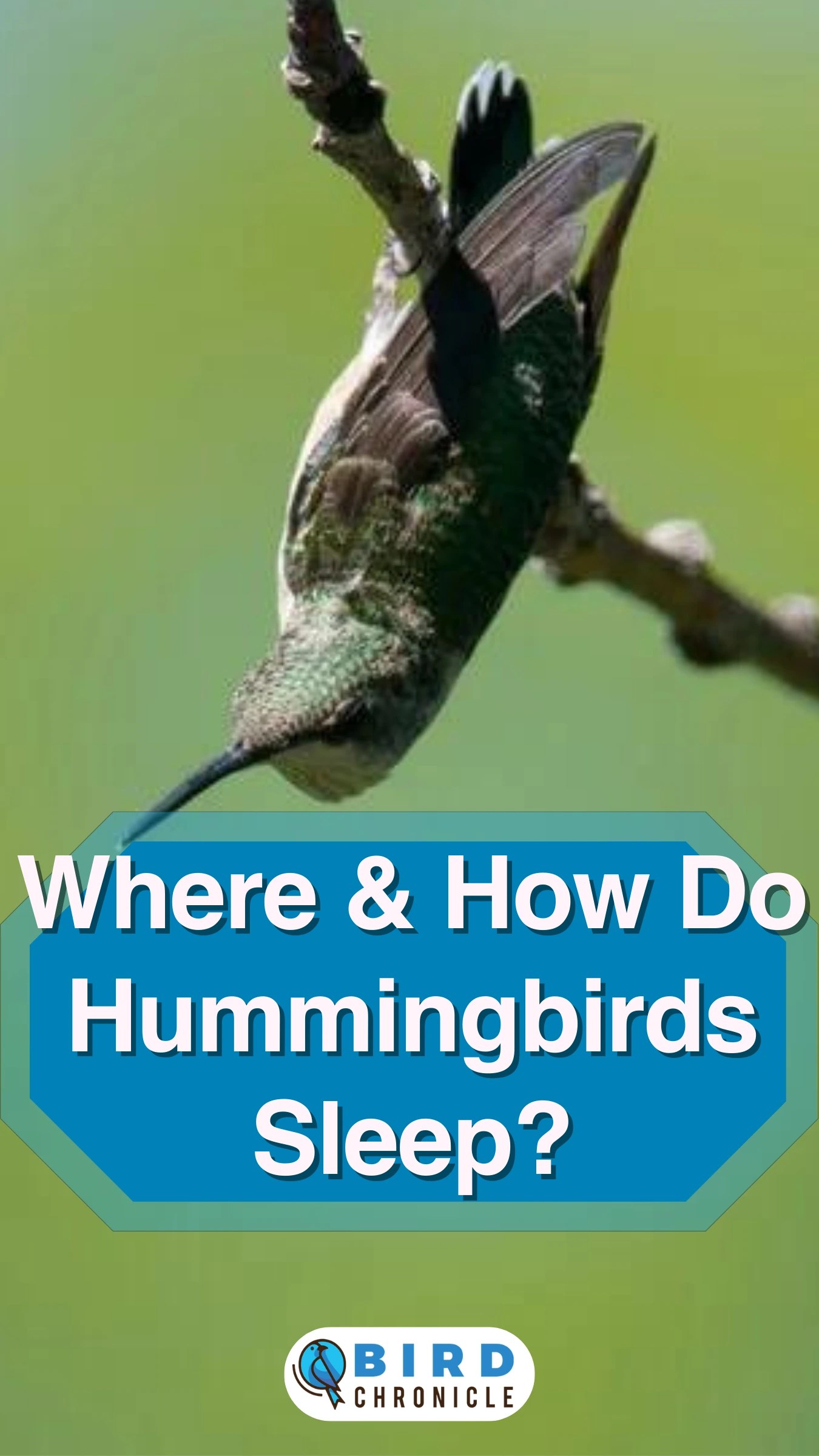 Where & How Do Hummingbirds Sleep? [Answered]