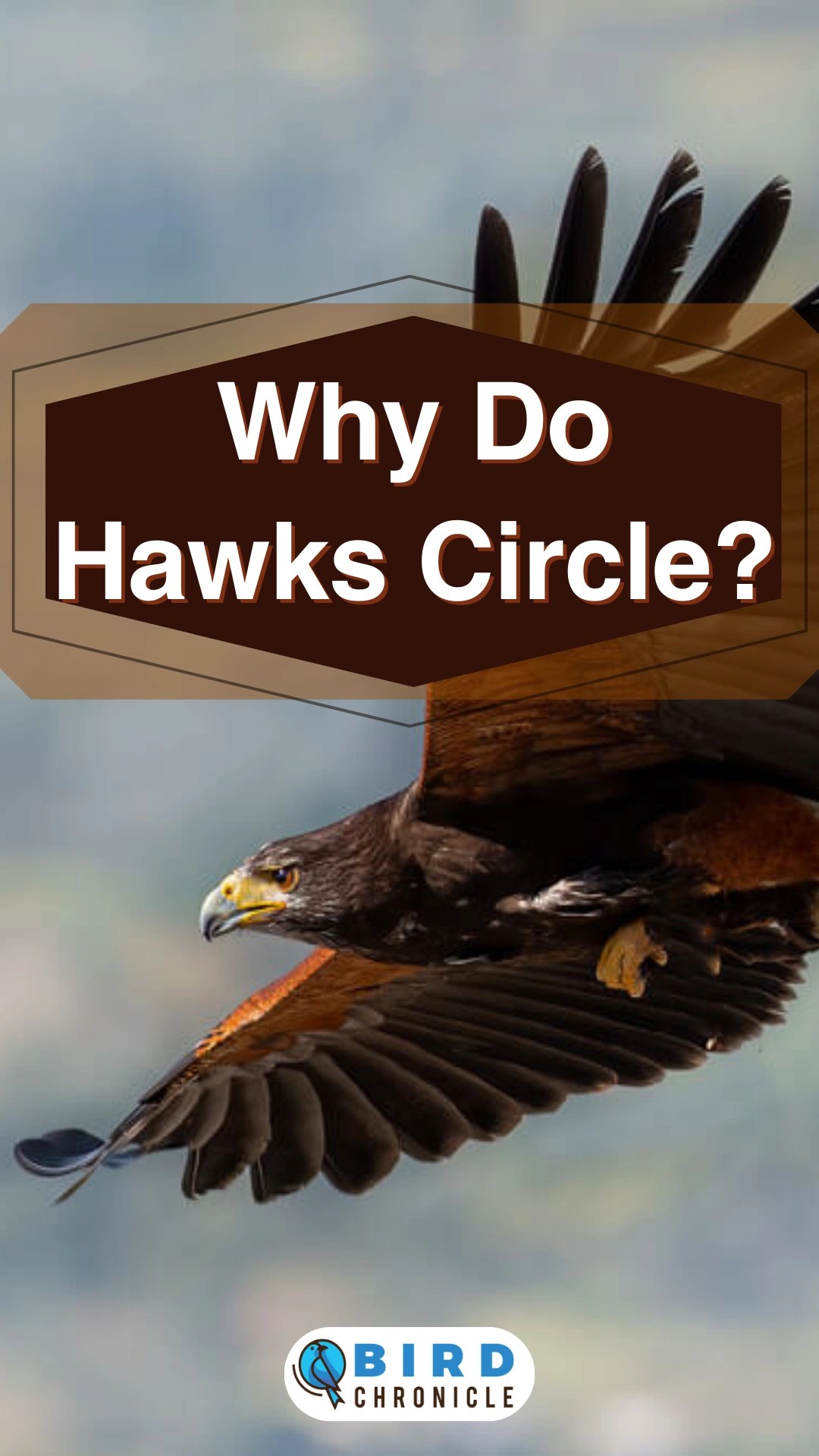 Why Do Hawks Circle?