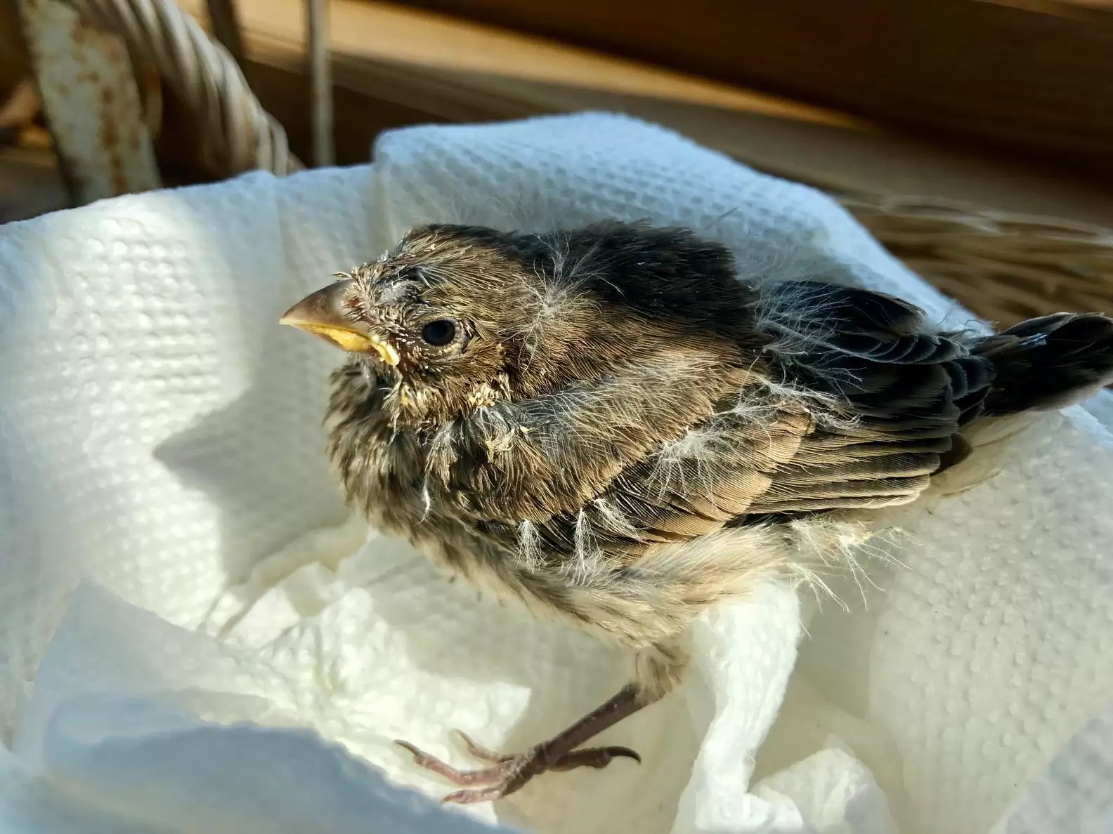 Woman Rescues Fallen Baby Bird & Watches It Grow Into An Impressive