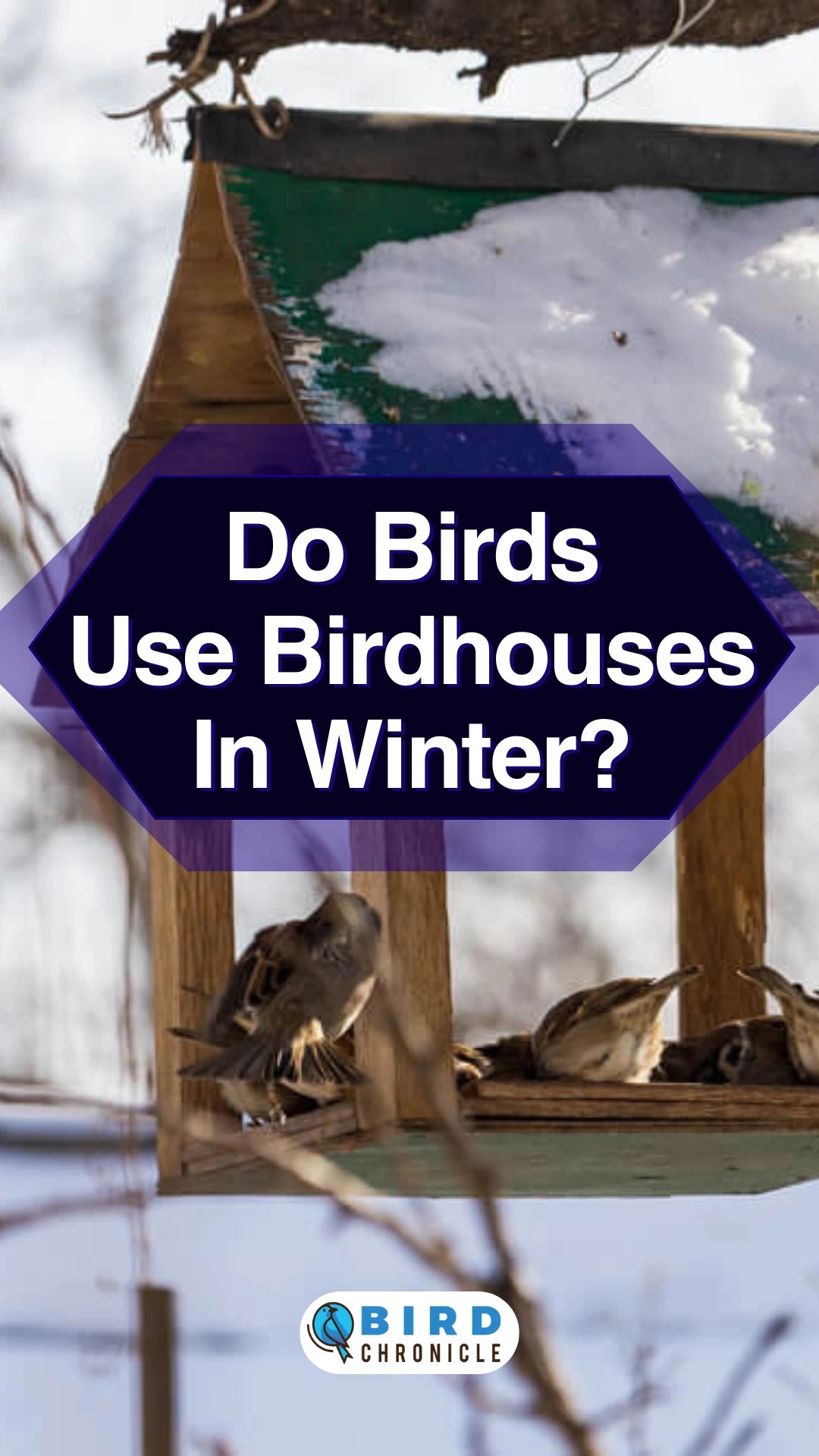 Do Birds Use Birdhouses In Winter? [How To See Birds All Year Long]