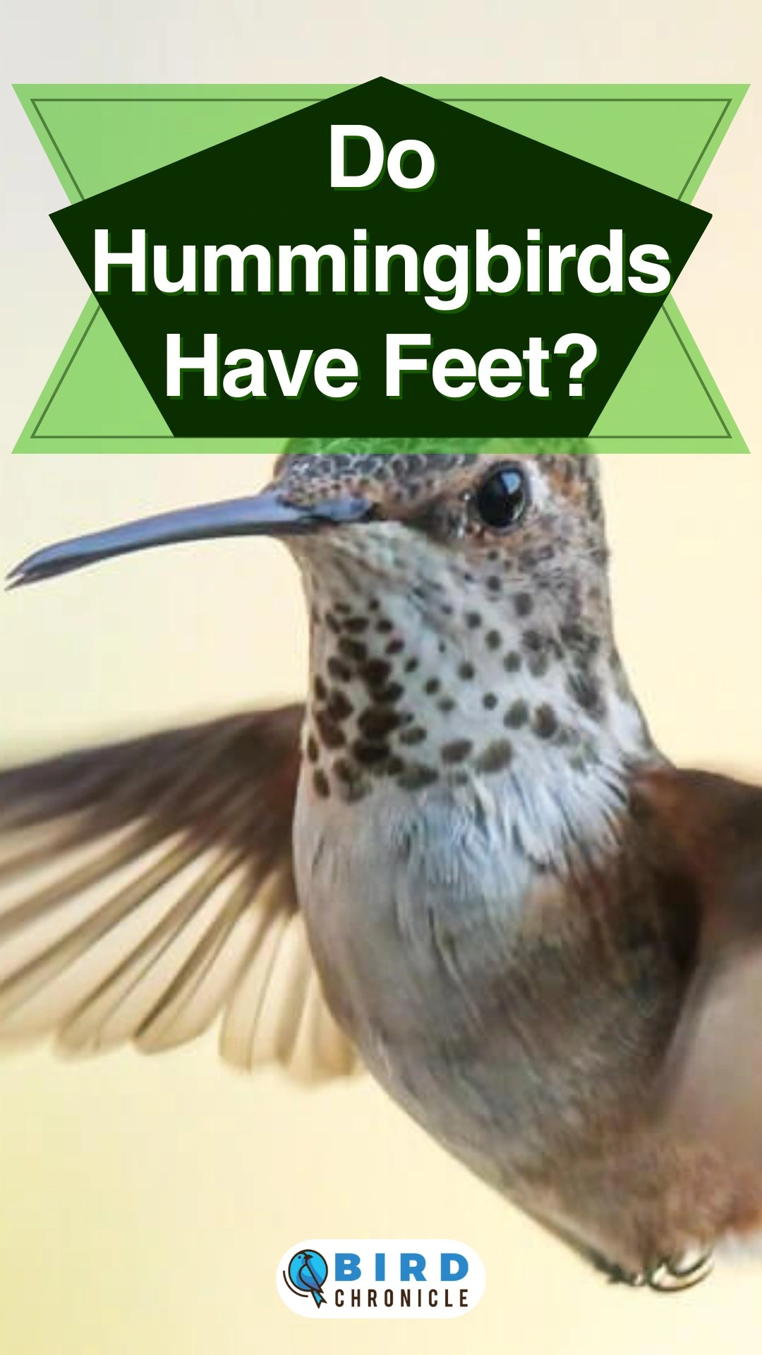 Do Hummingbirds Have Feet? Yes! (Foot & Leg Anatomy)
