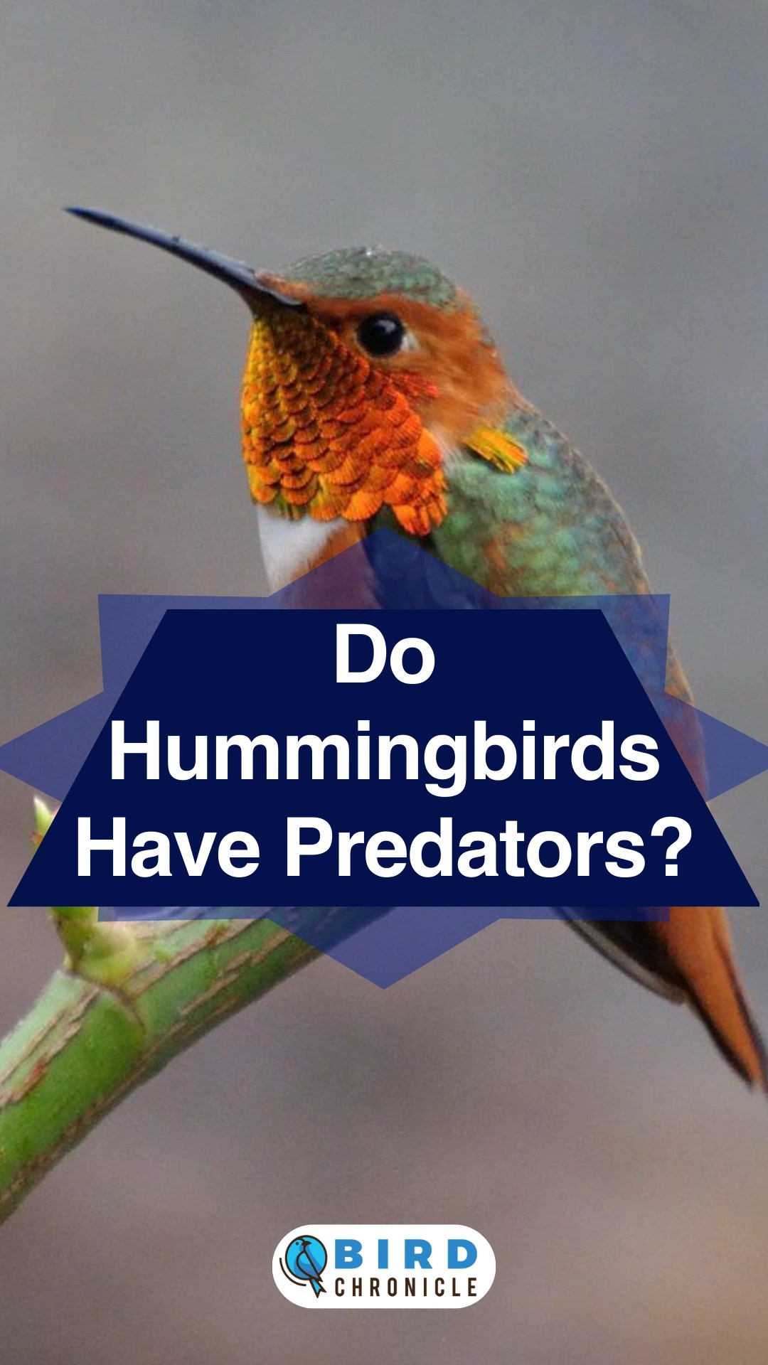 Do Hummingbirds Have Predators? [Answered & Explained]