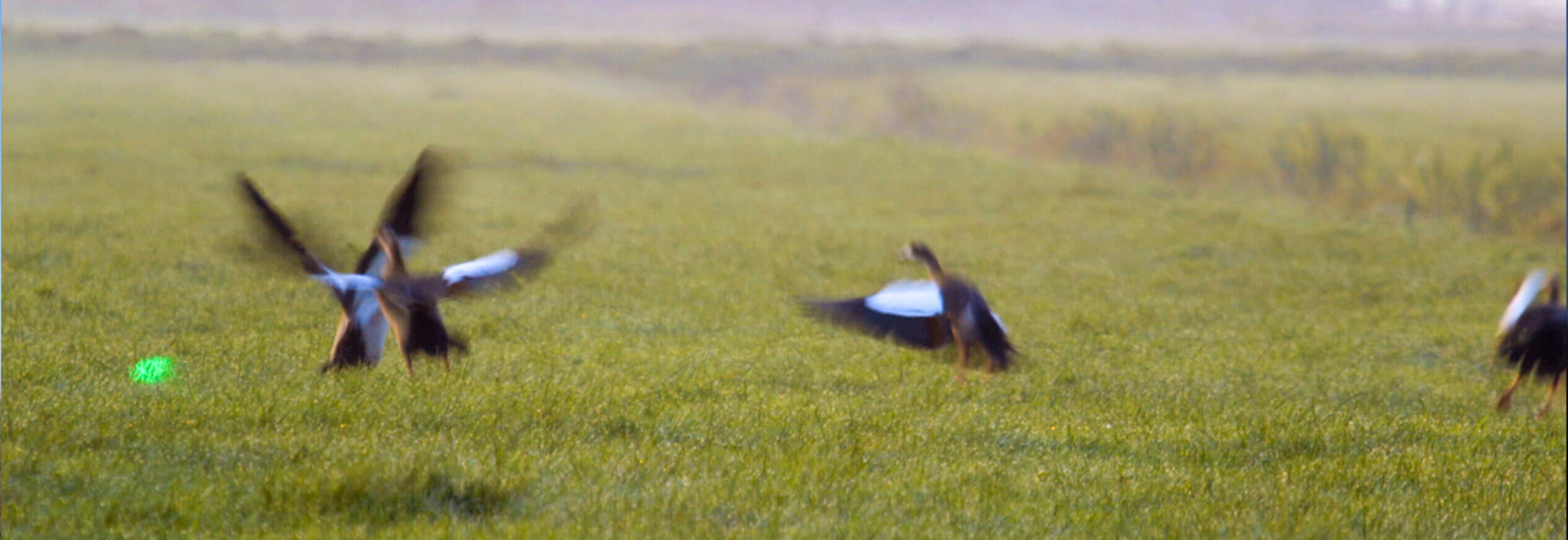 How to Keep Birds Away Immediately and Permanently. A Simple, Yet