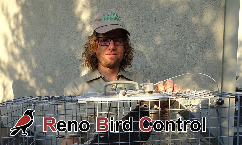 Reno Bird Control