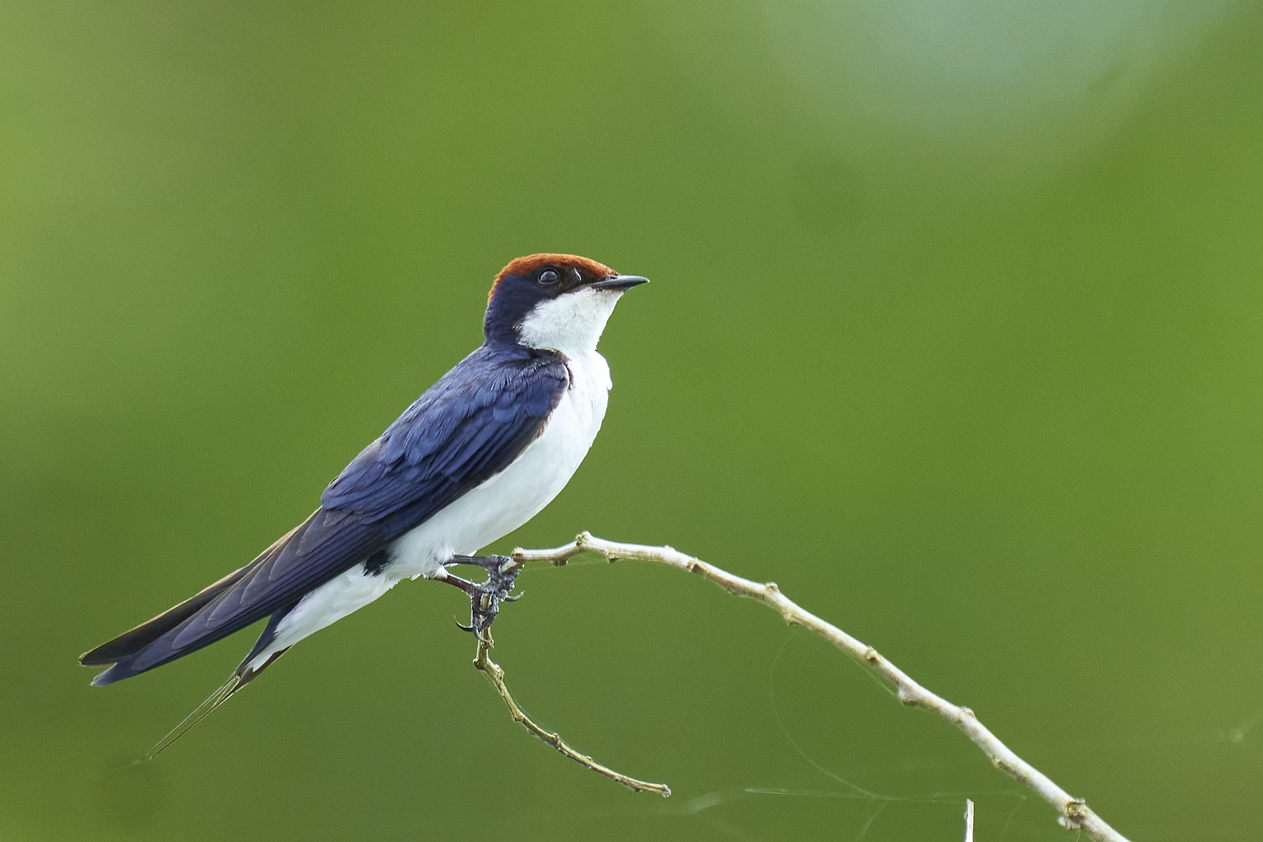 Identifying Swallows Redrumped, Barn, Streakthroated and Wiretailed
