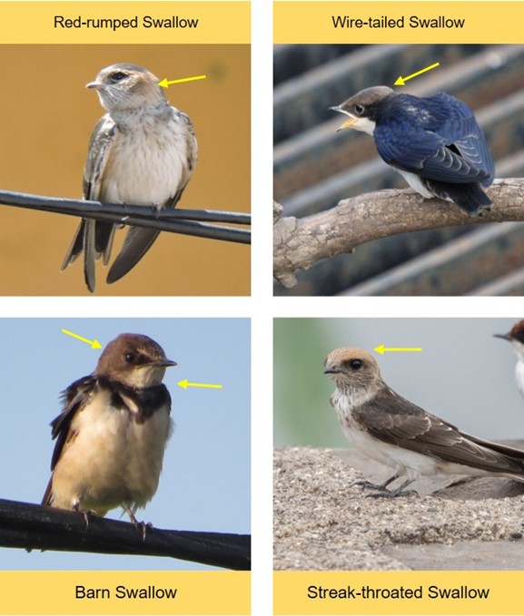 Identifying Swallows Redrumped, Barn, Streakthroated and Wiretailed Swallow Bird Count India