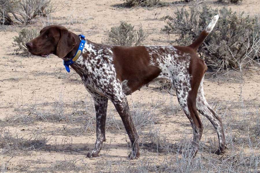Pick the Right Bird Dog for You — Meet the Gun Dog Breeds