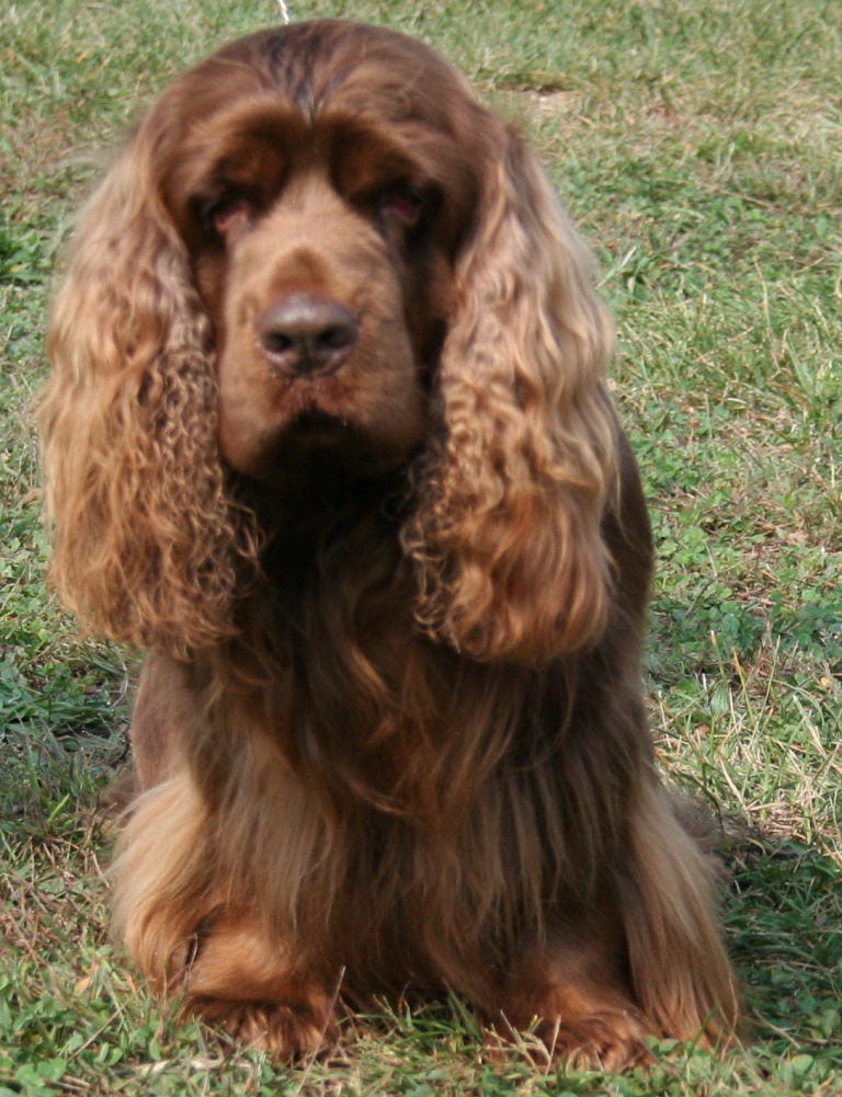 Pick the Right Bird Dog for You — Meet the Gun Dog Breeds