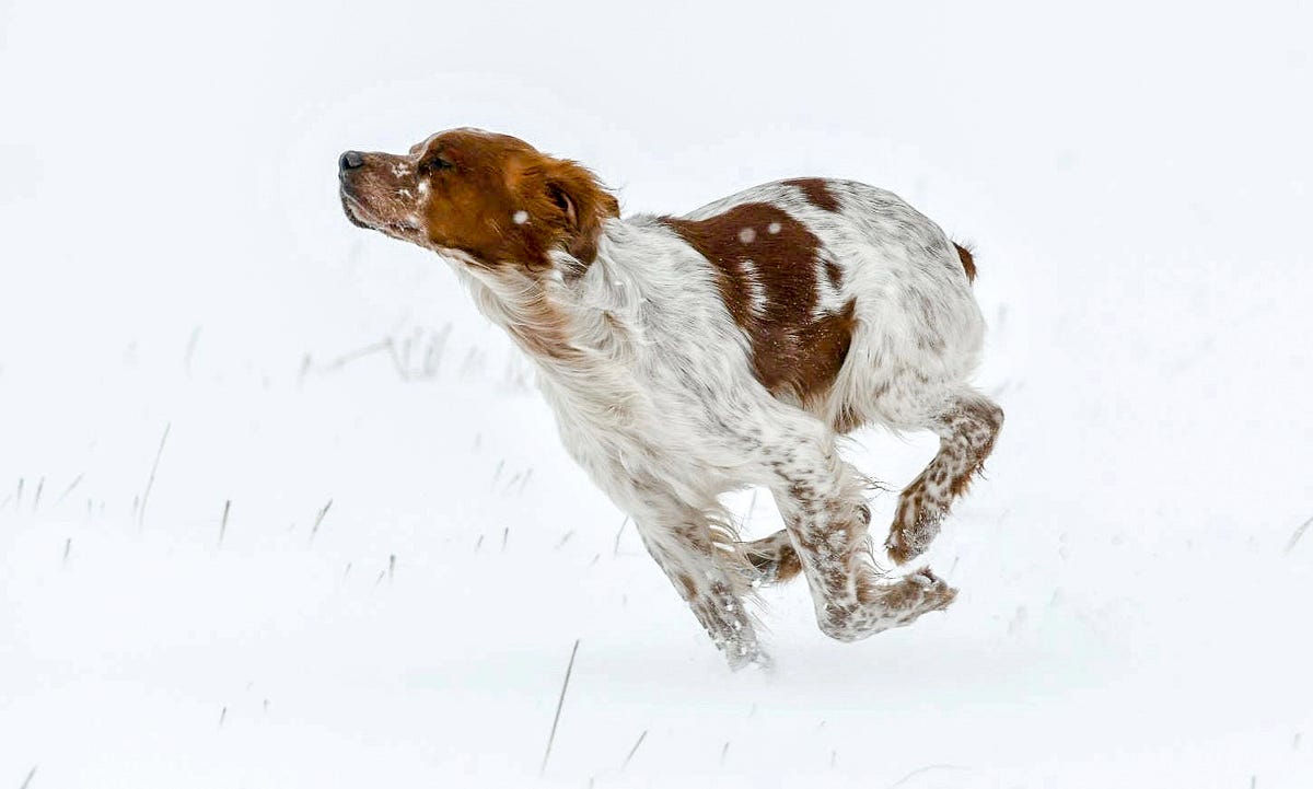 Pick the Right Bird Dog for You — Meet the Gun Dog Breeds
