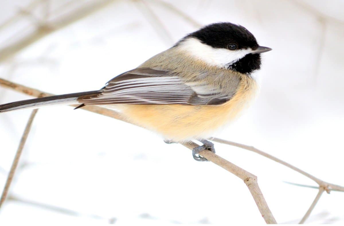 Winter Birds of Michigan A Guide for Bird Lovers