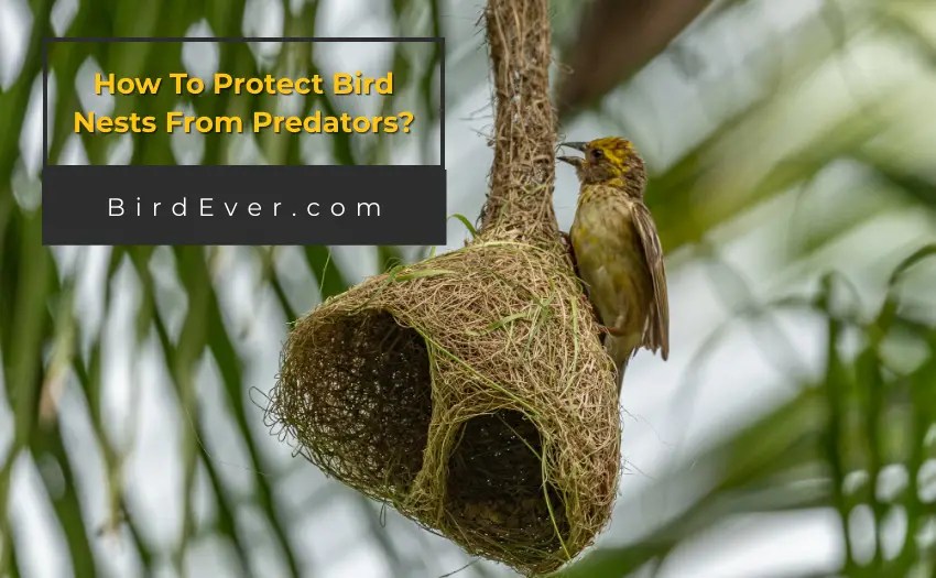 How To Protect Bird Nests From Predators? 6 Foolproof Ways
