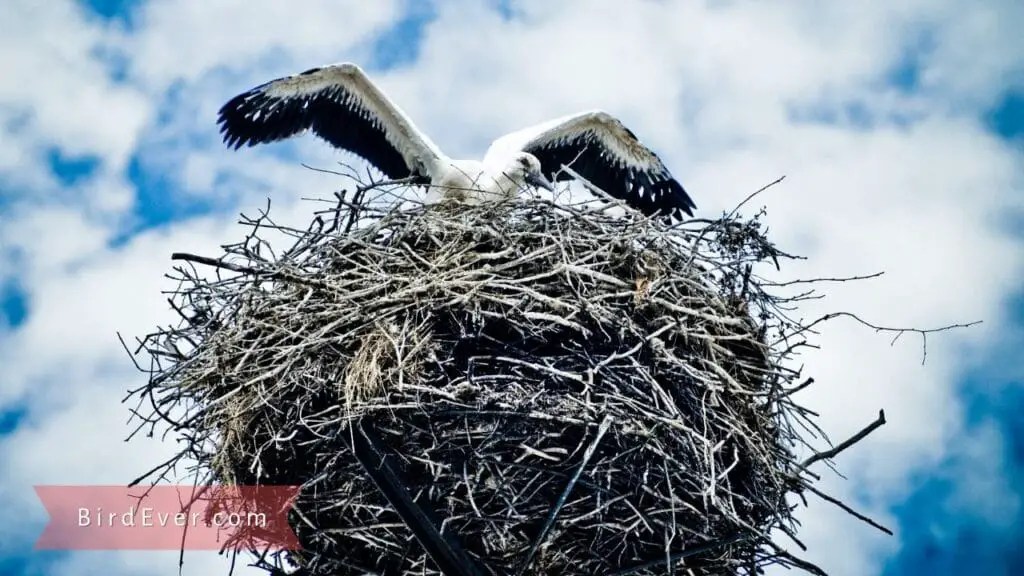 Create Homemade Bird Perches from Tree Branches DIY Guide