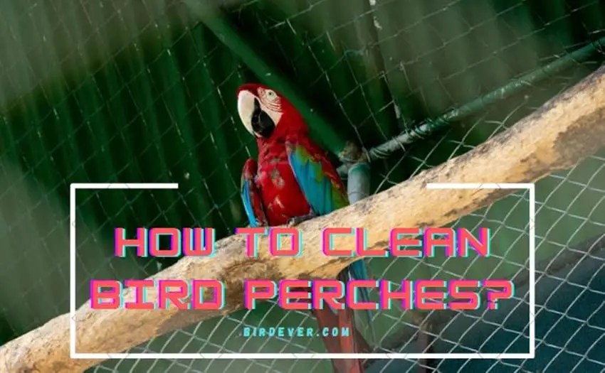 How to Clean Bird Perches? Ultimate 1 Guide To Acquire
