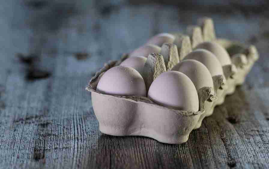 Can Wild Birds Eat Egg? Bird Feeder Expert