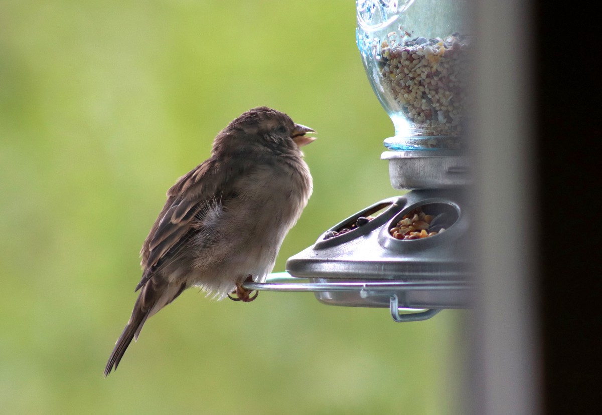 Bird Food That Sparrows Don't Like at Tina Bailey blog
