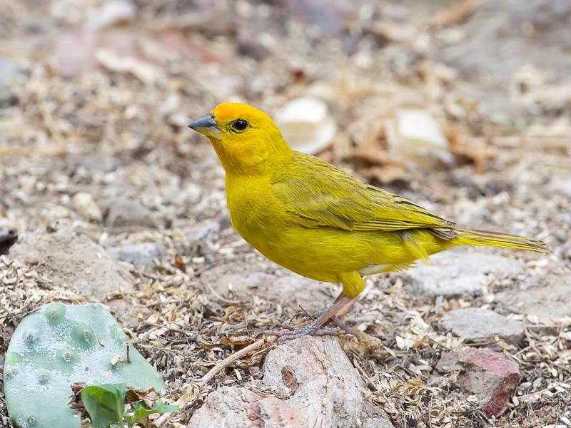 Saffron Finch birdfinding.info