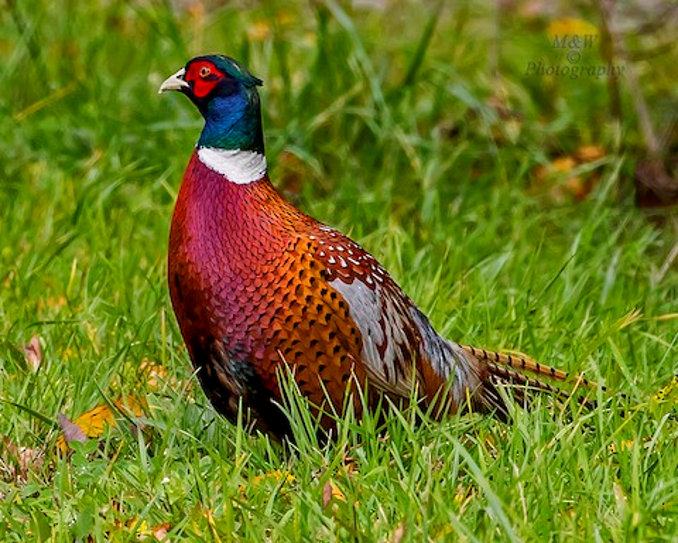 Common Pheasant birdfinding.info