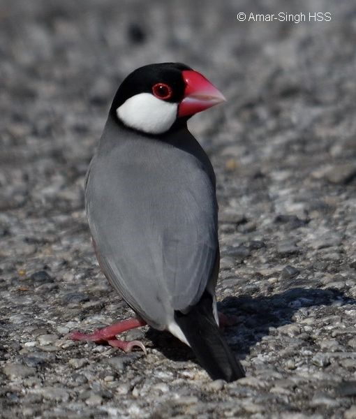 Java Sparrow birdfinding.info