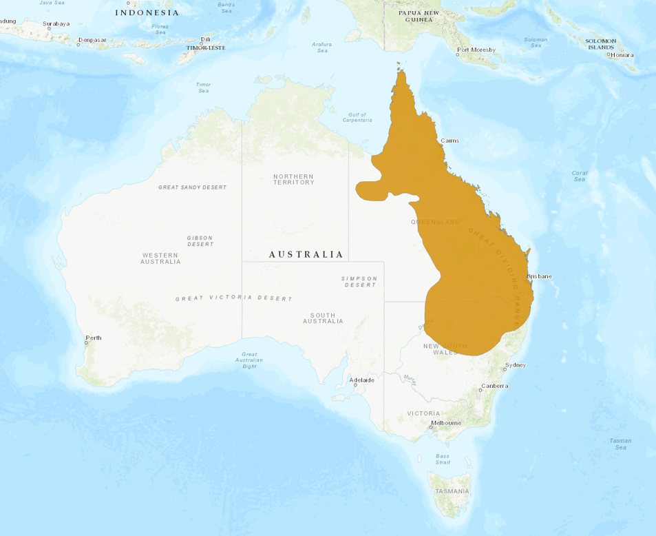 Paleheaded Rosella birdfinding.info