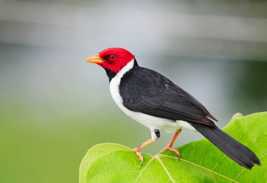 Yellowbilled Cardinal birdfinding.info